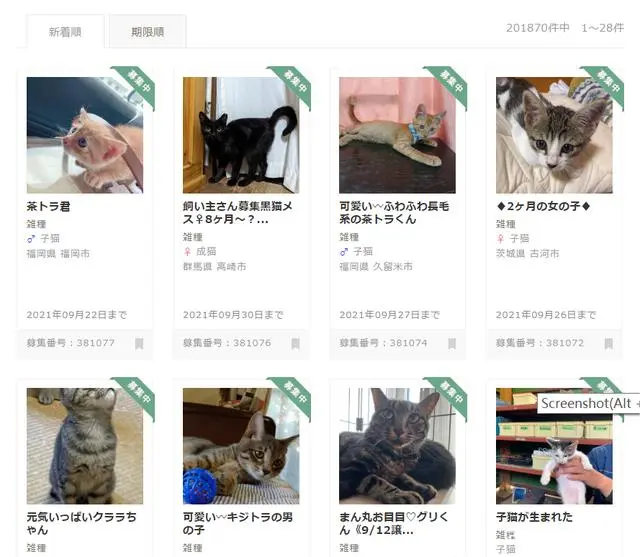 日本留学生怎么领养猫 日本留学生怎么领养猫